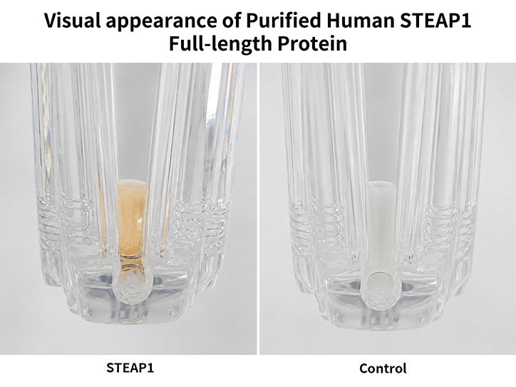 flp120070-steap1-heme-incorporation1.png