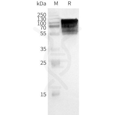 page-FLP100031 GPR75 Fig.2 SDS PAGE 1