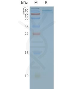 page-FLP100033 TRPA1 Fig.2 SDS PAGE 1