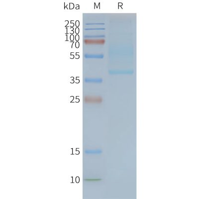 page-FLP100039 CD47 Fig.2 SDS PAGE 1