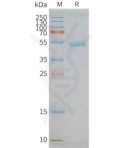 page-FLP100069 GPR77 Fig.2 SDS PAGE 1