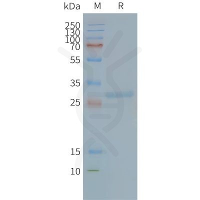 page-FLP100088 TSPAN8 Fig.2 SDS PAGE 1