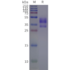 page-flp c120066 cxcr2 strep sp1