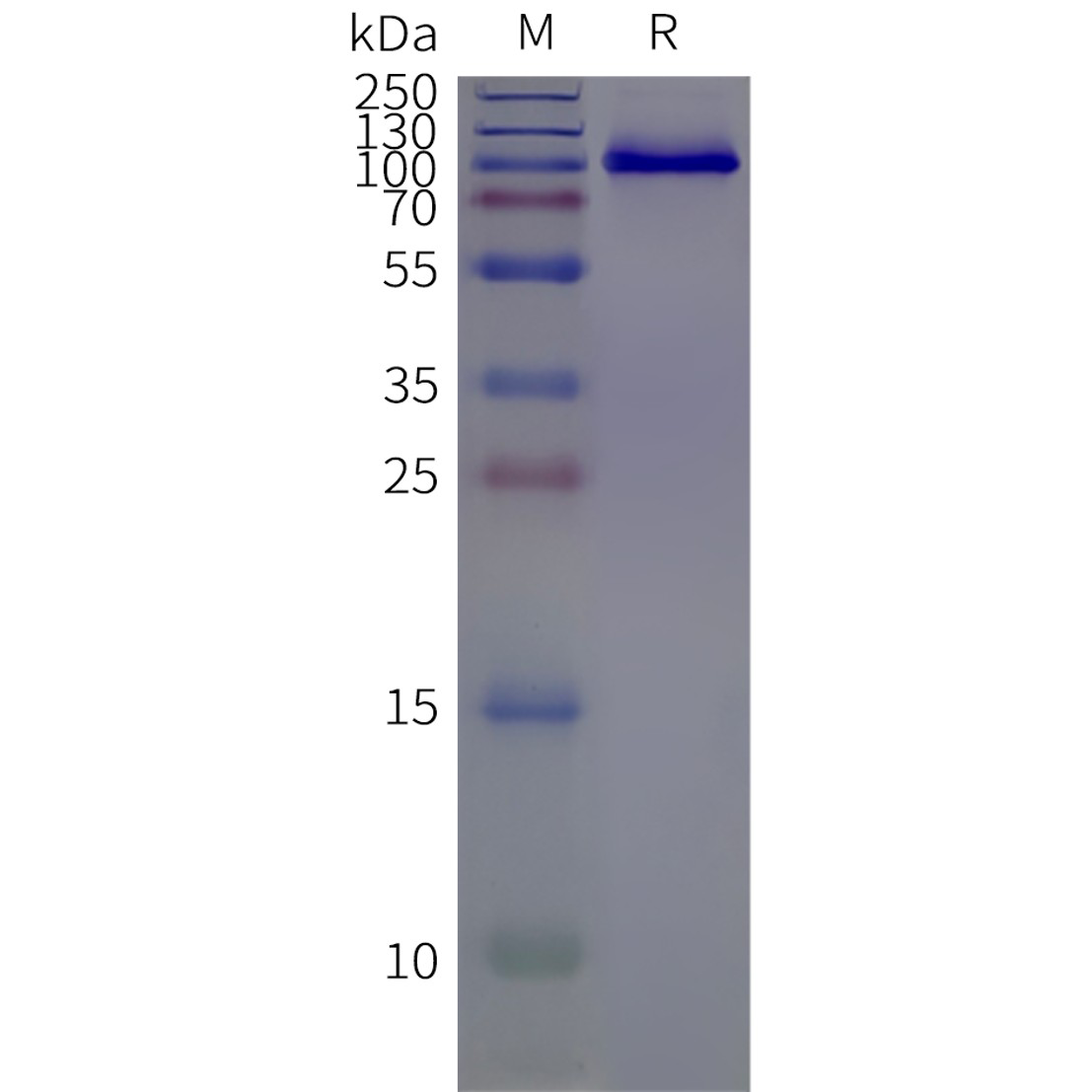 flp-c120073-lgr5-strep-sp1.png