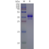 page-flp c120086 c5ar1 strep sp1