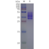 page-flp m120066 cxcr2 strep sp1