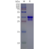 page-flp m120070 steap1 strep sp1