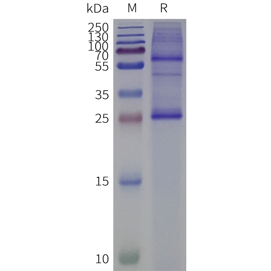 page-flp m120503 cldn18.1 strep sp1