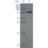 page-flp100000b negative control sp1