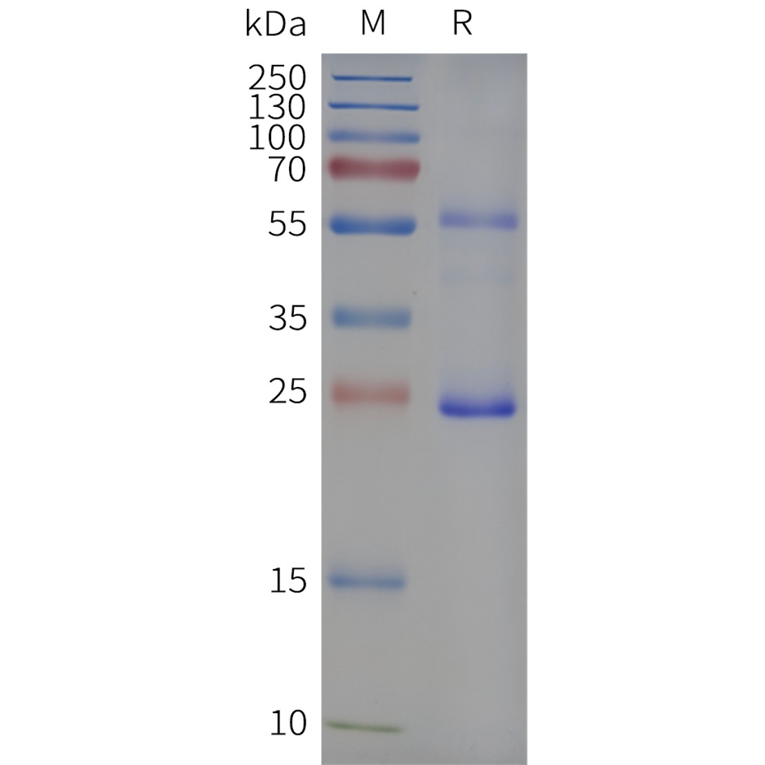 flp100014-cldn18.2-sp1.png