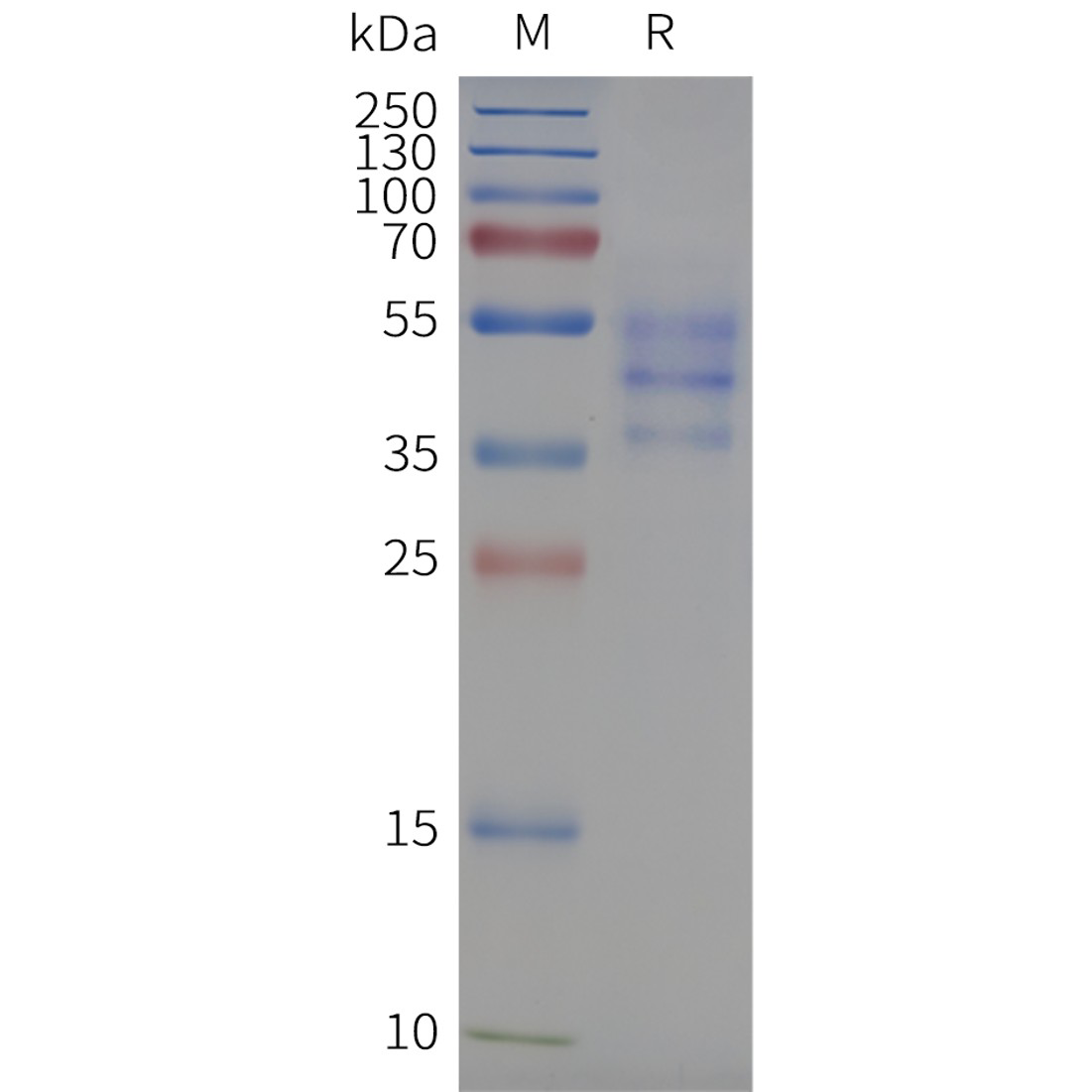 flp100028-ccr2-sp1.png