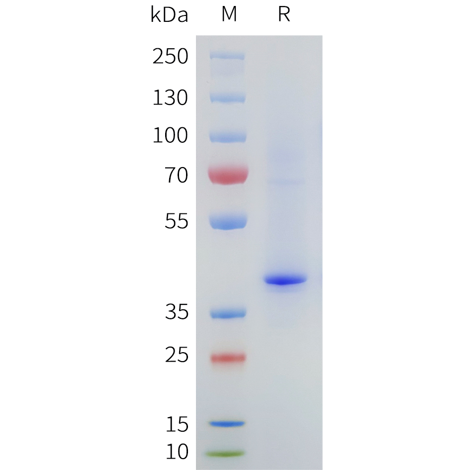 flp100037b-ccr8-sp1.jpg