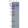 page-flp100047b fshr sp1