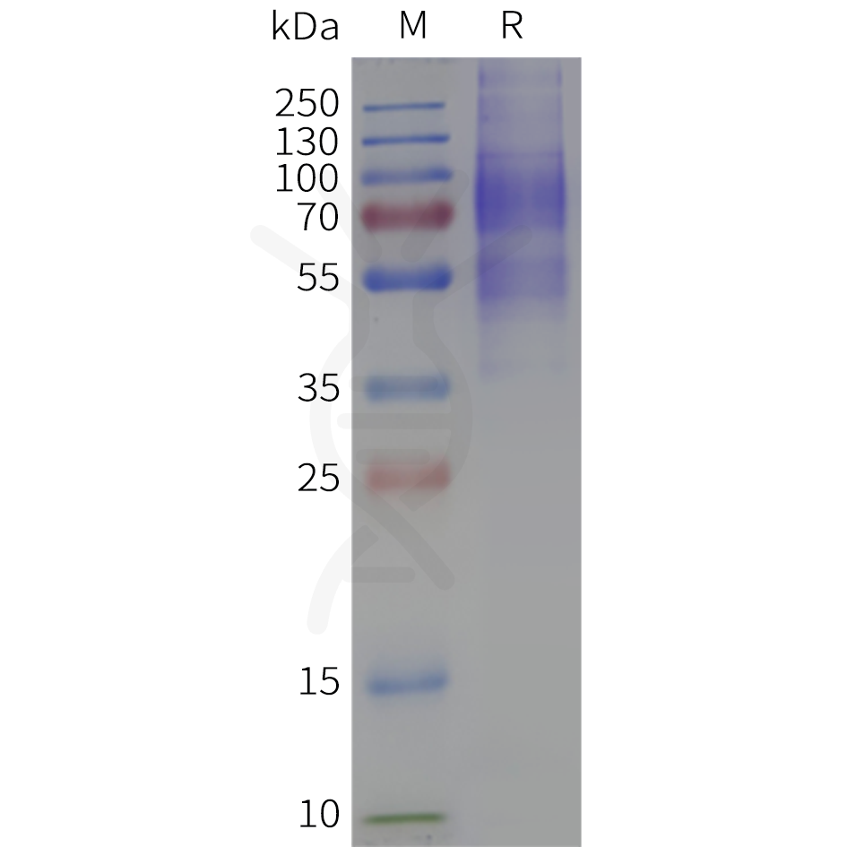 flp100067-cxcr5-sp1.png