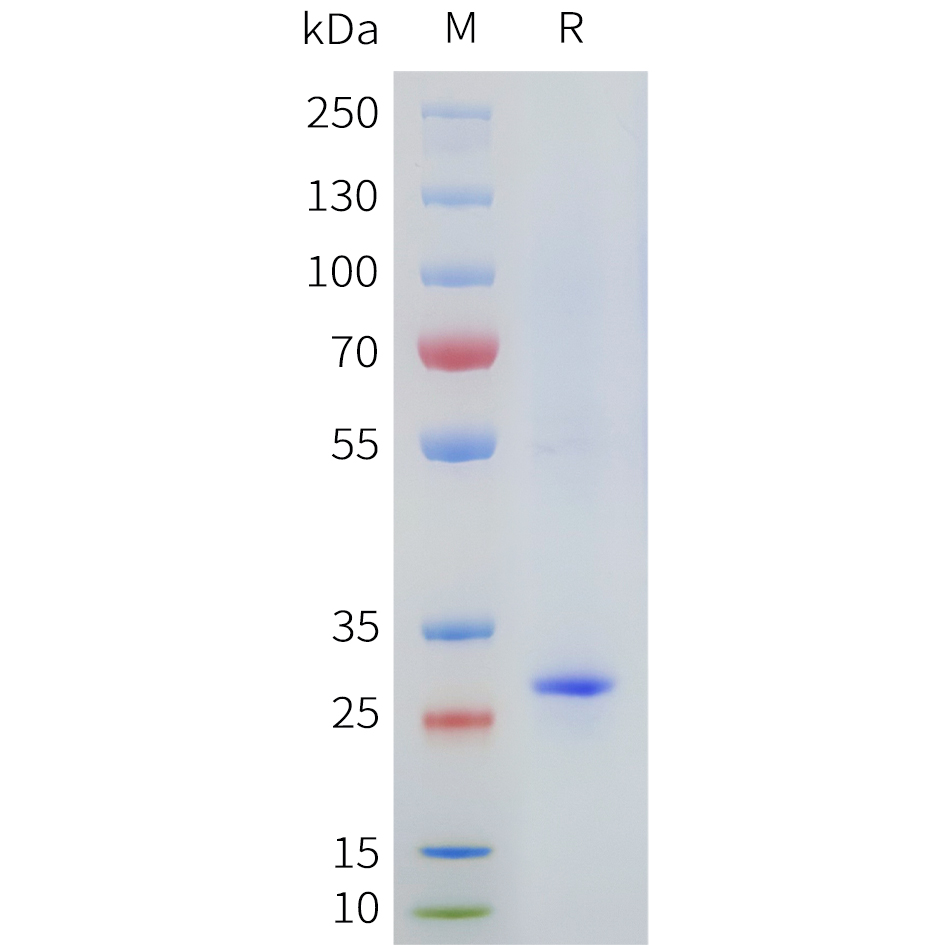 flp100082b-cldn2-sp1.jpg