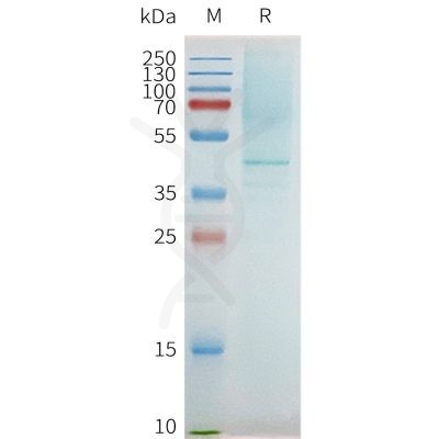 page-flp100096 ptger2 sp1