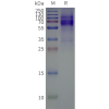 page-flp100097b ptger4 sp1