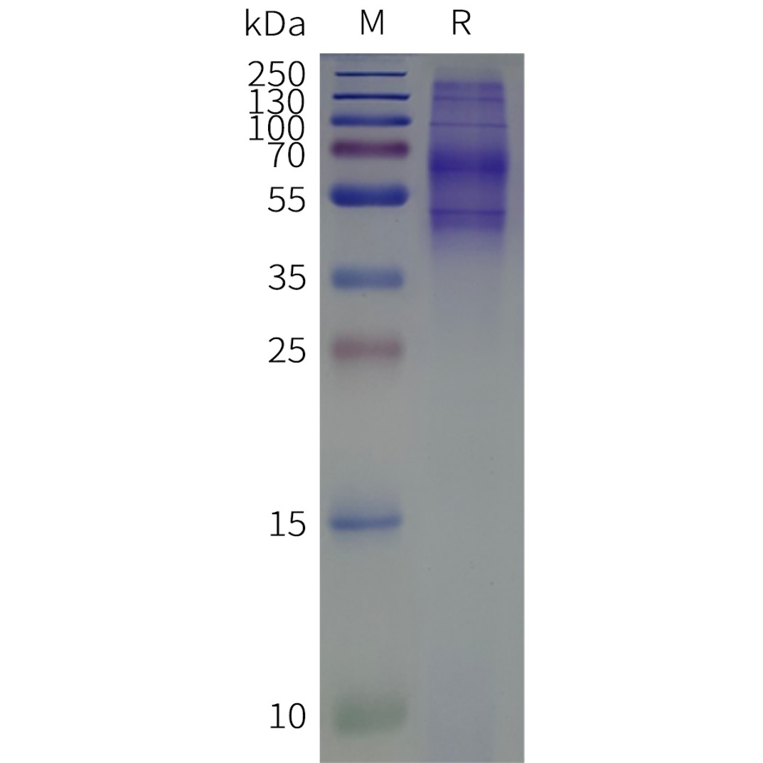 flp100099-hcrtr1-sp1.png
