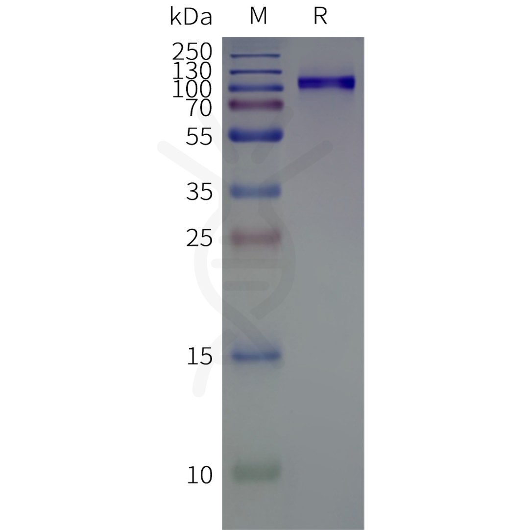 page-flp100141b tlr4 sp1