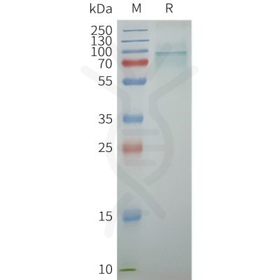 page-flp100159 trpv6 sp1