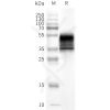 page-flp100333 kissr sp1