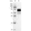 page-flp100370 npy1r sp1