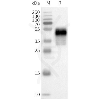 page-flp100370 npy1r sp1