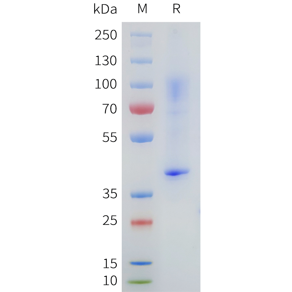 flp100499b-cd19-sp1.jpg