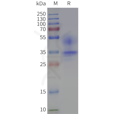 page-flp100616b cacng1 sp1