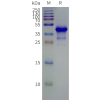 page-flp120011 gprc5d strep sp1