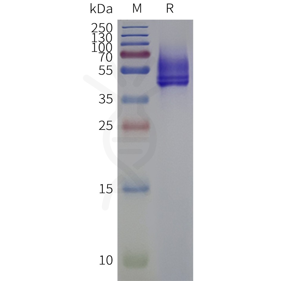 page-flp120020 adora2a strep sp1