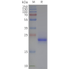 page-flp120022 tm4sf1 strep sp1