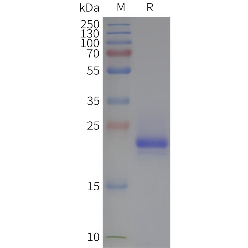 page-flp120022 tm4sf1 strep sp1