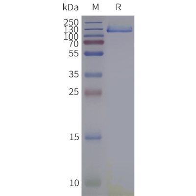 page-flp120033 trpa1 strep sp1