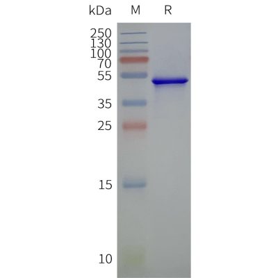 page-flp120043 steap2 strep sp1