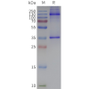 page-flp120055 adgre1 strep sp1
