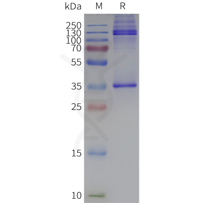 Human ADGRE1-Strep full length protein-synthetic nanodisc-全长ADGRE1 膜蛋白-缔码生物