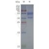 page-flp120074 cxcr4 strep sp1