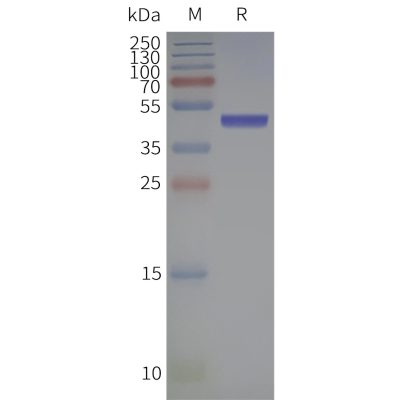 page-flp120103 gpr65 strep sp1
