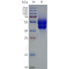 page-flp120114 f2rl3 strep sp1