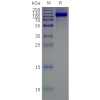 page-flp120119 grm7 strep sp1