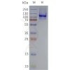 page-flp120141 tlr4 strep sp1