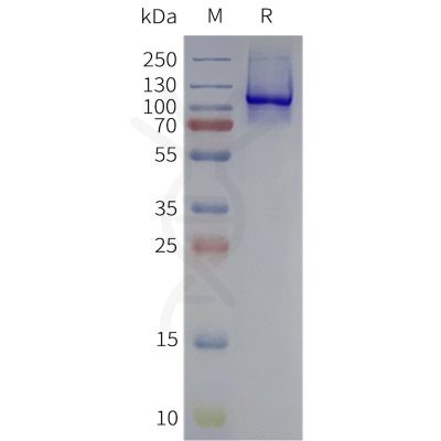 page-flp120141 tlr4 strep sp1