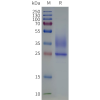 page-flp120149 emp2 strep sp1