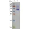 page-flp120166 5ht2a strep sp1