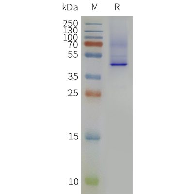 page-flp120166 5ht2a strep sp1