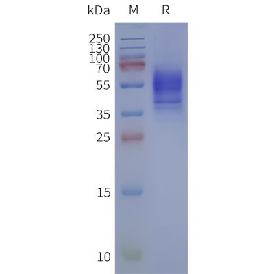 page-flp120173 adora1 strep sp1