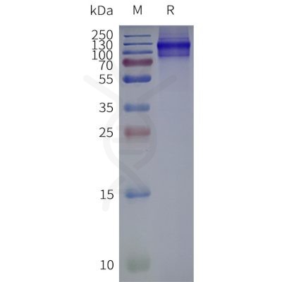 page-flp120179 chrm3 strep sp1