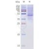 page-flp120182a bril mc2r strep sp1