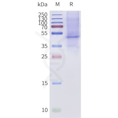 page-flp120182a bril mc2r strep sp1